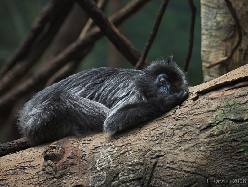 Nap Time 